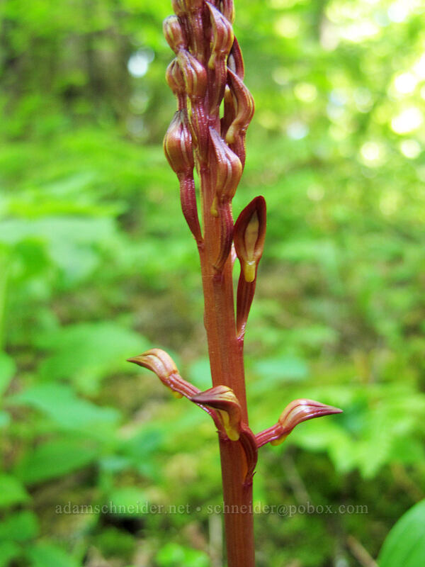 coral-root orchid (Corallorhiza sp.) [Munra Point Trail, Columbia River Gorge, Multnomah County, Oregon]
