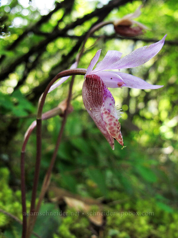 Calypso orchid (Calypso bulbosa) [Munra Point Trail, Columbia River Gorge, Multnomah County, Oregon]