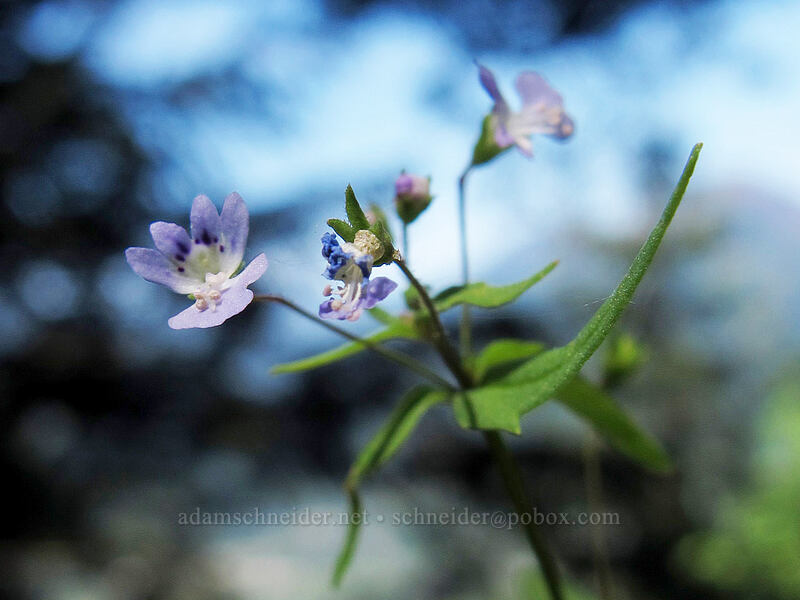 small-flowered tonella (Tonella tenella) [Munra Point Trail, Columbia River Gorge, Multnomah County, Oregon]