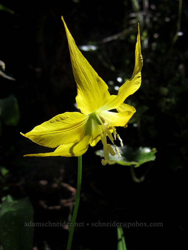 glacier lily (Erythronium grandiflorum) [Munra Point Trail, Columbia River Gorge, Multnomah County, Oregon]
