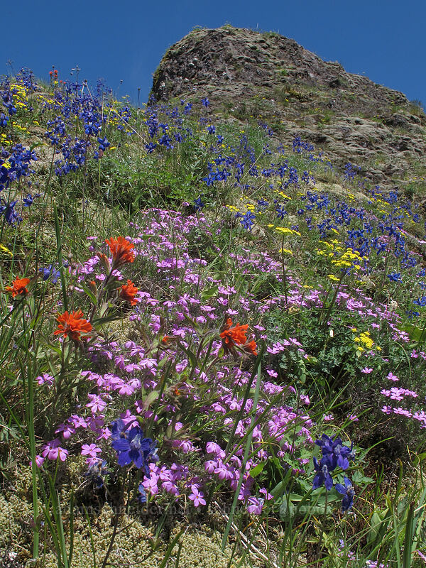 wildflowers (Phlox diffusa, Castilleja sp., Delphinium sp., Lomatium sp.) [Munra Point Trail, Columbia River Gorge, Multnomah County, Oregon]