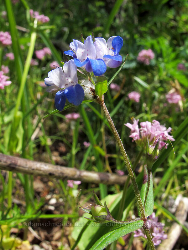 blue-eyed Mary & rosy plectritis (Collinsia sp., Plectritis congesta) [Munra Point Trail, Columbia River Gorge, Multnomah County, Oregon]