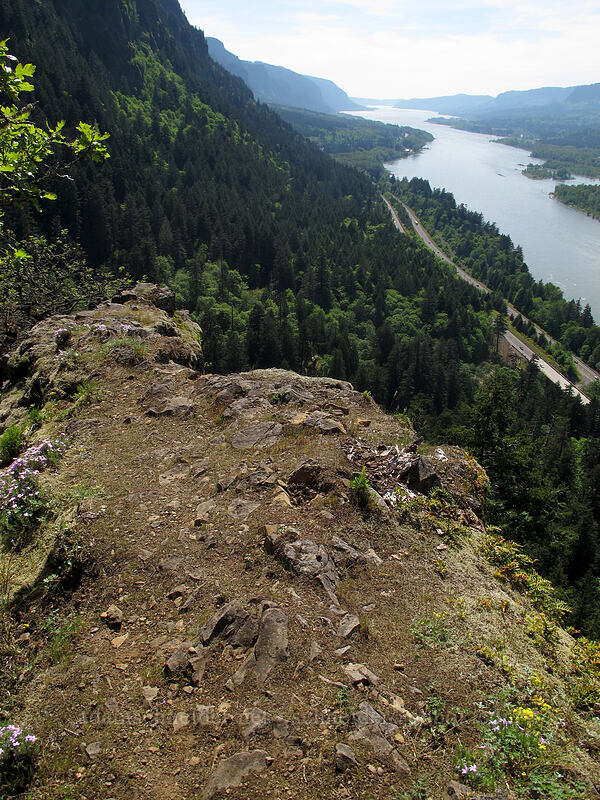 view to the west [Munra Point Trail, Columbia River Gorge, Multnomah County, Oregon]