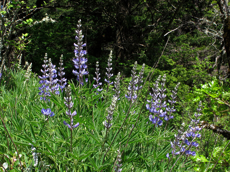 lupines (Lupinus sp.) [Munra Point Trail, Columbia River Gorge, Multnomah County, Oregon]