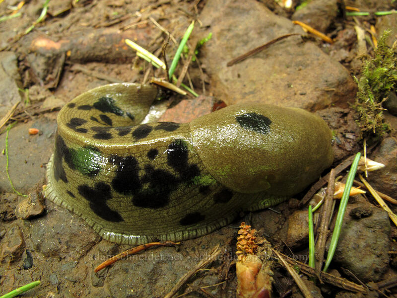 banana slug (Ariolimax columbianus) [Rock of Ages Trail, Columbia River Gorge, Multnomah County, Oregon]