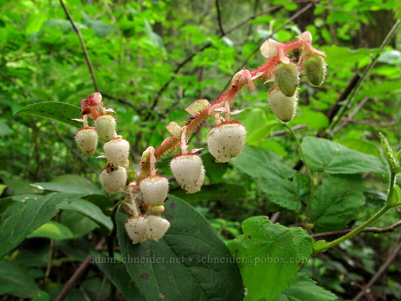 salal flowers (Gaultheria shallon) [Oneonta Canyon, Columbia River Gorge, Multnomah County, Oregon]