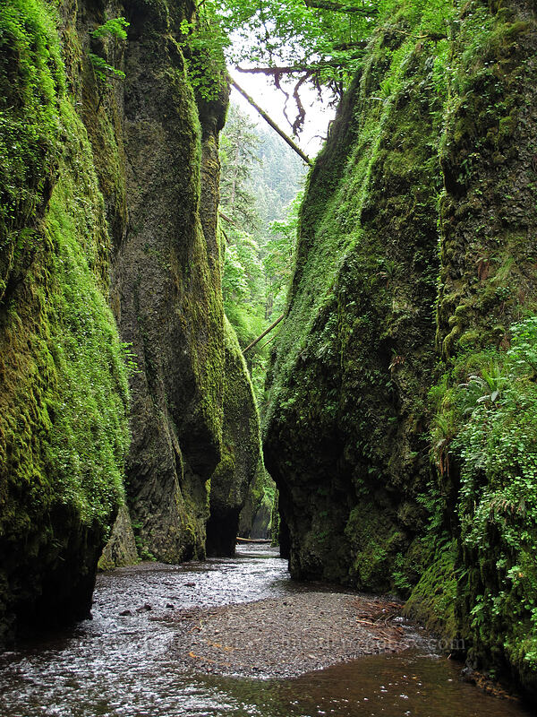 narrow walls of Oneonta Gorge [Oneonta Gorge, Columbia River Gorge, Multnomah County, Oregon]