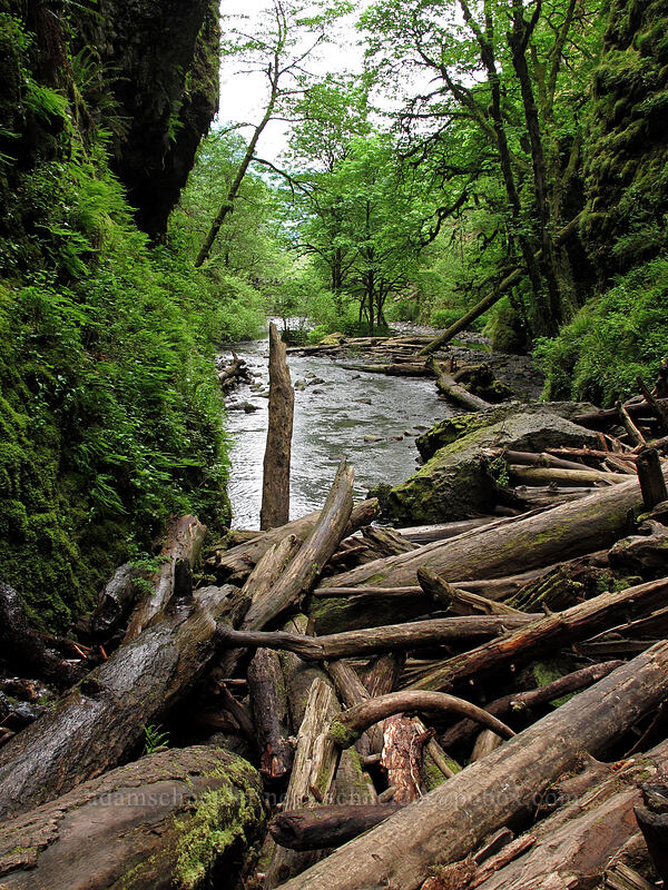 Oneonta Gorge logjam [Oneonta Gorge, Columbia River Gorge, Multnomah County, Oregon]