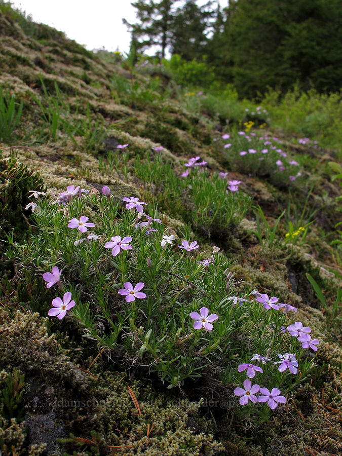 spreading phlox (Phlox diffusa) [Heartbreak Ridge Trail, Table Mountain NRCA, Skamania County, Washington]
