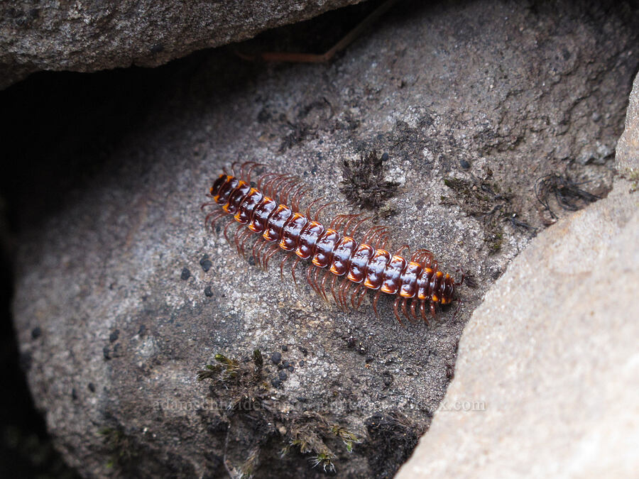 reddish millipede [Heartbreak Ridge Trail, Table Mountain NRCA, Skamania County, Washington]