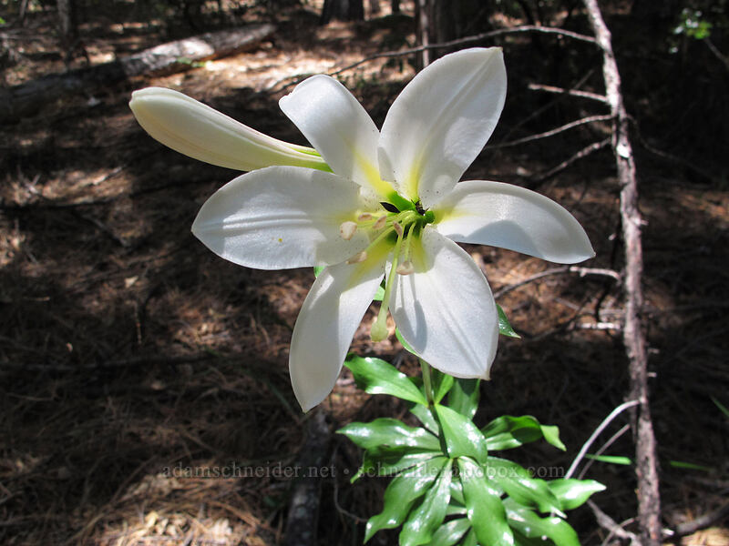 Washington lily (Lilium washingtonianum) [Castle Dome Trail, Castle Crags State Park, Shasta County, California]