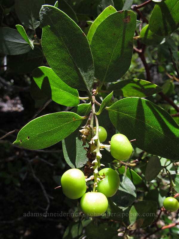 manzanita berries (Arctostaphylos sp.) [Castle Dome Trail, Castle Crags Wilderness, Shasta County, California]