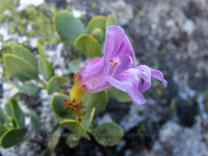 penstemon (Penstemon sp.) [Castle Crags, Castle Crags Wilderness, Shasta County, California]
