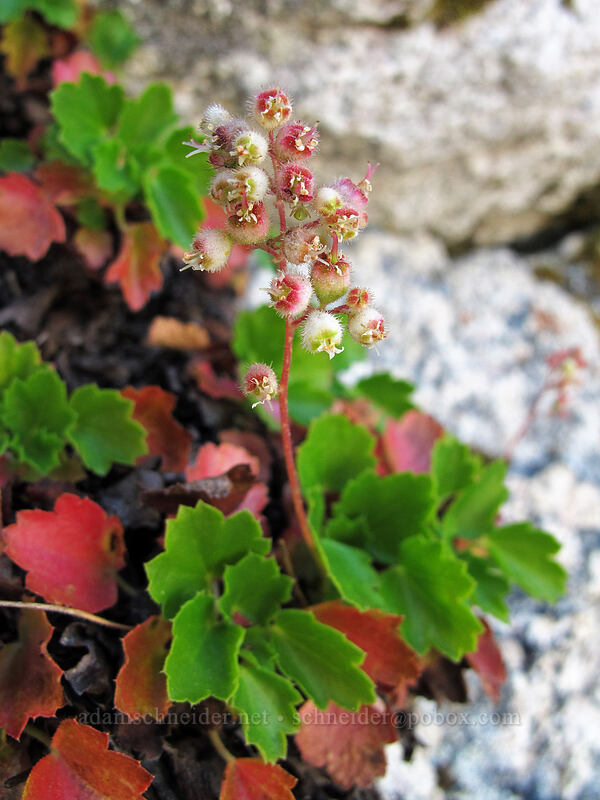 pink alumroot (Heuchera rubescens) [Castle Crags, Castle Crags Wilderness, Shasta County, California]