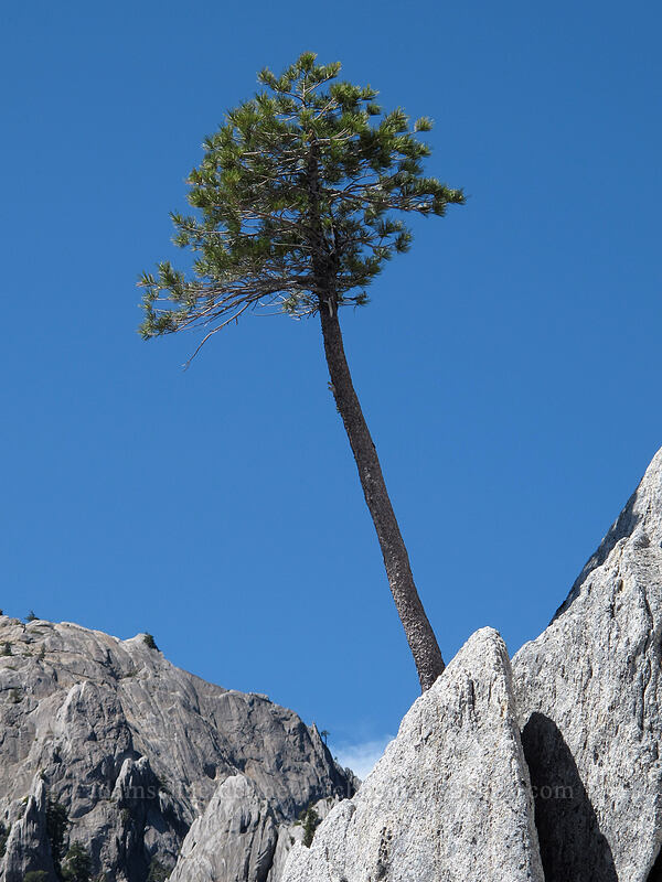 lone pine [Castle Crags, Castle Crags Wilderness, Shasta County, California]