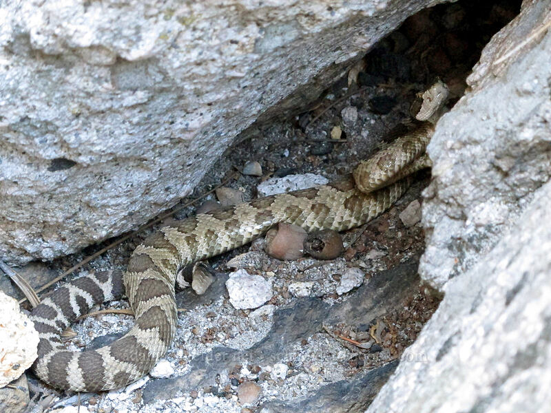 northern Pacific rattlesnake (Crotalus oreganus oreganus) [Castle Crags, Castle Crags Wilderness, Shasta County, California]