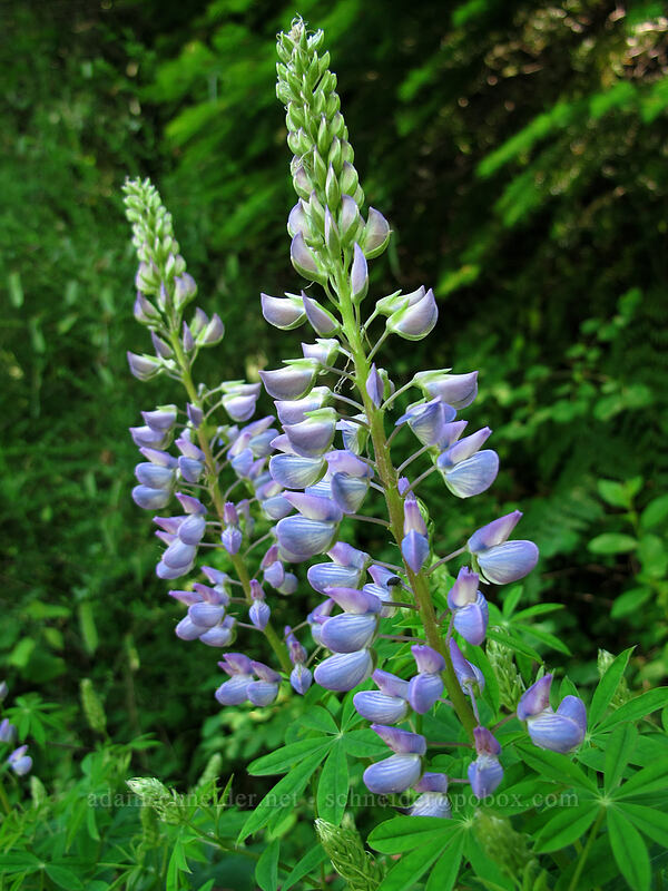 lupines (Lupinus sp.) [Equestrian Trail, Beacon Rock State Park, Skamania County, Washington]