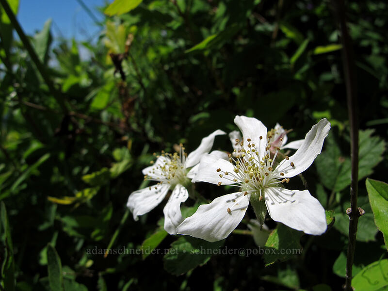 trailing blackberry flowers (Rubus ursinus) [Hardy Ridge, Beacon Rock State Park, Skamania County, Washington]