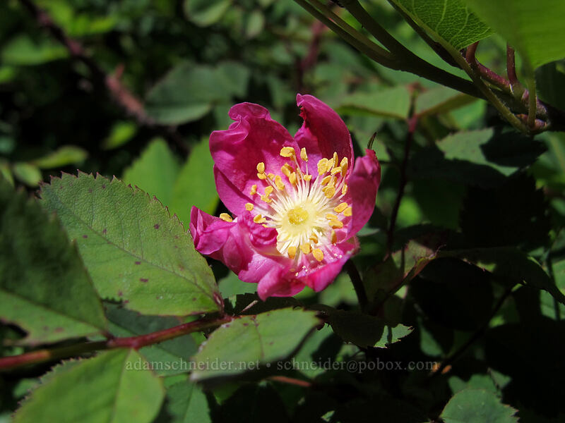 wild rose (Rosa sp.) [Hardy Ridge, Beacon Rock State Park, Washington]