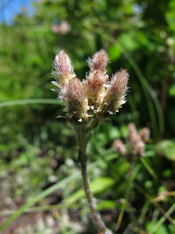 umber pussytoes (Antennaria umbrinella) [Hardy Ridge, Beacon Rock State Park, Skamania County, Washington]