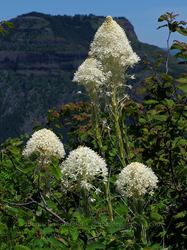beargrass (Xerophyllum tenax) [Hardy Ridge, Beacon Rock State Park, Washington]