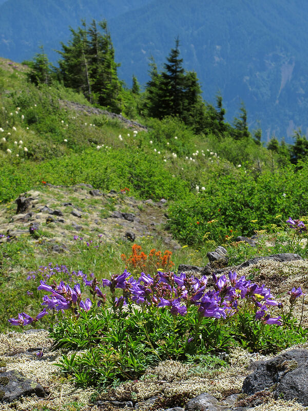 wildflowers (Penstemon cardwellii, Castilleja sp., Xerophyllum tenax) [Hardy Ridge, Beacon Rock State Park, Skamania County, Washington]