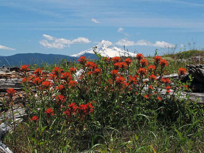 paintbrush & Mt. Hood (Castilleja hispida) [Hardy Ridge, Beacon Rock State Park, Washington]