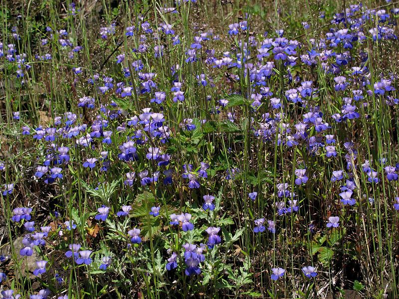 giant blue-eyed Mary (Collinsia grandiflora) [West Hardy Ridge Trail, Beacon Rock State Park, Skamania County, Washington]