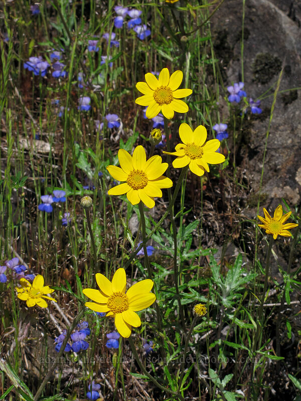 Oregon sunshine & giant blue-eyed Mary (Eriophyllum lanatum, Collinsia grandiflora) [West Hardy Ridge Trail, Beacon Rock State Park, Skamania County, Washington]