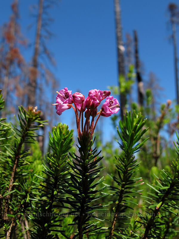 pink mountain heather (Phyllodoce empetriformis) [Vista Ridge Trail, Mt. Hood Wilderness, Hood River County, Oregon]