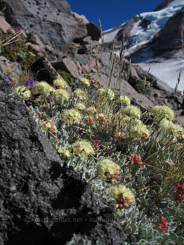 cushion buckwheat (Eriogonum ovalifolium var. nivale) [Barrett Spur, Mt. Hood Wilderness, Hood River County, Oregon]