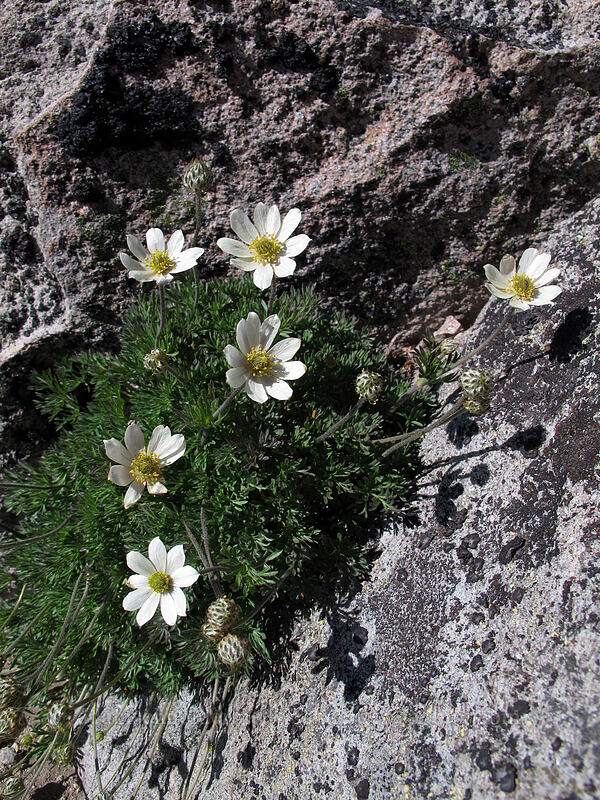 Drummond's anemones (Anemone drummondii) [Barrett Spur, Mt. Hood Wilderness, Hood River County, Oregon]