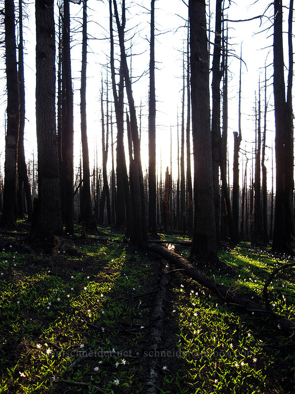 burned trees & avalanche lilies [Vista Ridge Trail, Mt. Hood Wilderness, Hood River County, Oregon]