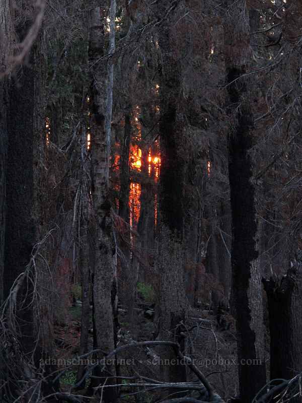 sunset through burned trees [Vista Ridge Trail, Mt. Hood Wilderness, Hood River County, Oregon]