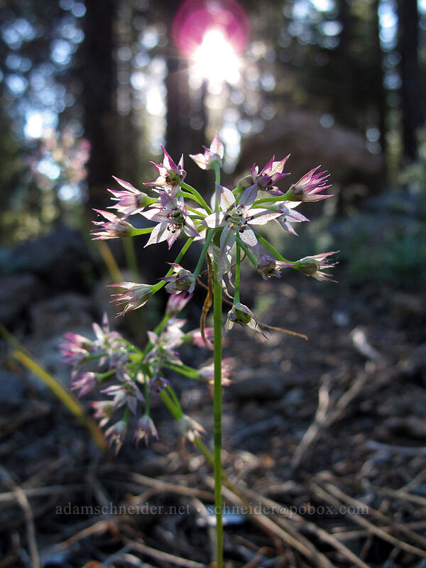 Sierra onion (Allium campanulatum) [Feather River Summer Homes, Lassen National Forest, Plumas County, California]
