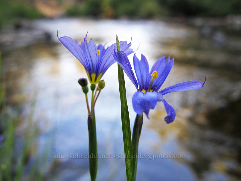 blue-eyed grass (Sisyrinchium bellum) [Feather River Summer Homes, Lassen National Forest, California]