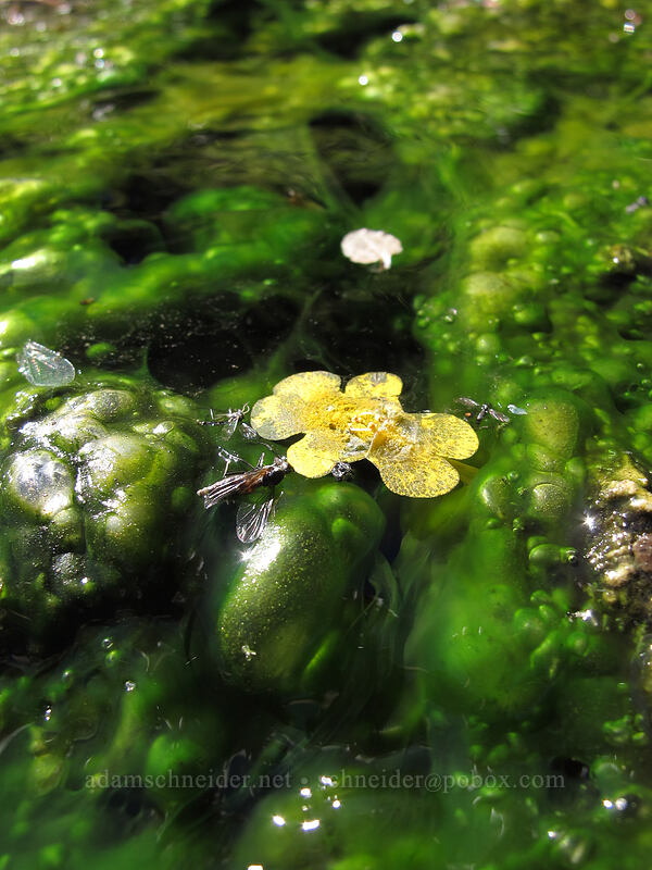 monkeyflower petals floating in a warm spring (Erythranthe sp. (Mimulus sp.)) [Drakesbad Meadow, Lassen Volcanic National Park, Plumas County, California]