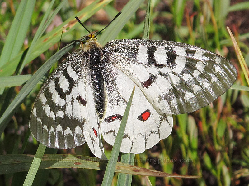 clodius parnassian butterfly (Parnassius clodius) [Drakesbad Meadow, Lassen Volcanic National Park, Plumas County, California]