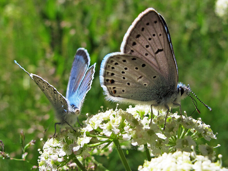 greenish blue butterflies on Gray's lovage (Icaricia saepiolus (Plebejus saepiolus), Ligusticum grayi) [Drakesbad Meadow, Lassen Volcanic National Park, Plumas County, California]