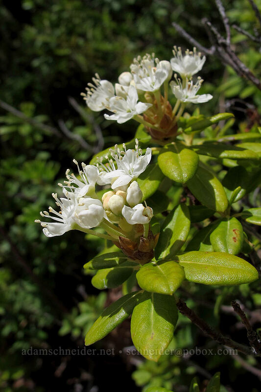 trapper's tea (western Labrador tea) (Rhododendron neoglandulosum (Ledum glandulosum), Rhododendron columbianum (Ledum columbianum)) [Devil's Kitchen, Lassen Volcanic National Park, California]