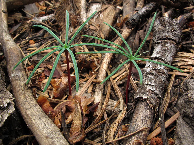 fir seedlings (Abies sp.) [Devil's Kitchen Trail, Lassen Volcanic National Park, Plumas County, California]