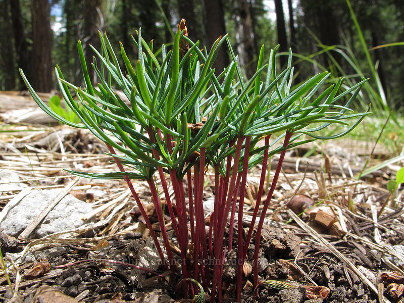 fir seedlings (Abies sp.) [Devil's Kitchen Trail, Lassen Volcanic National Park, Plumas County, California]
