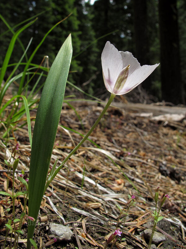 mariposa lily (Calochortus sp.) [Devil's Kitchen Trail, Lassen Volcanic National Park, Plumas County, California]