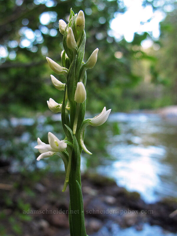 Sierra bog orchid (Platanthera dilatata var. leucostachys (Platanthera leucostachys)) [Double Falls, Lassen National Forest, Plumas County, California]