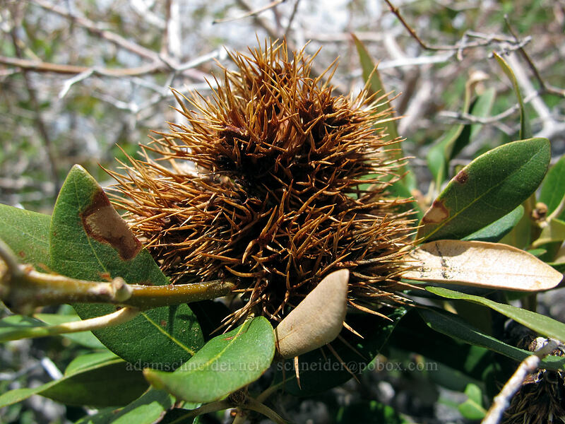 bush chinquapin (Chrysolepis sempervirens) [Brokeoff Mountain Trail, Lassen Volcanic National Park, Tehama County, California]