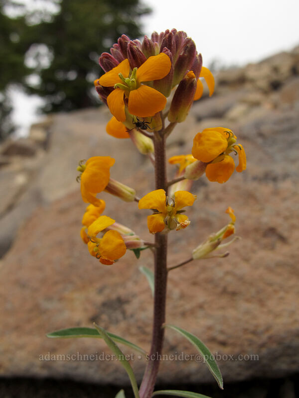 wallflower (Erysimum capitatum) [Brokeoff Mountain Trail, Lassen Volcanic National Park, Tehama County, California]