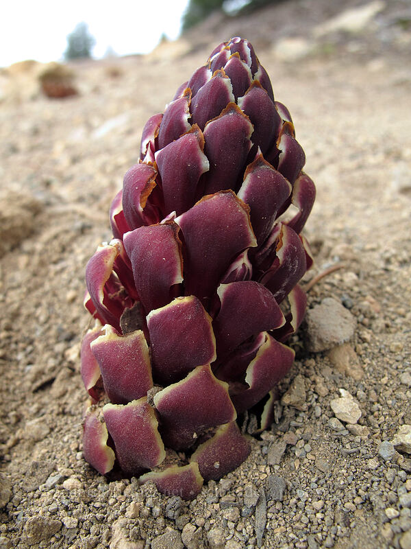 California ground-cone (Kopsiopsis strobilacea (Boschniakia strobilacea)) [Brokeoff Mountain Trail, Lassen Volcanic National Park, Tehama County, California]