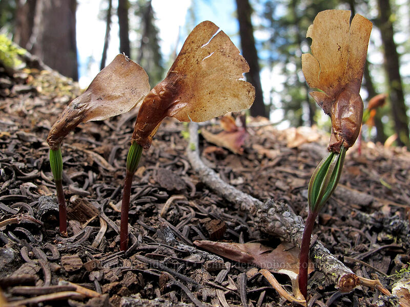 fir seedlings (Abies sp.) [Brokeoff Mountain Trail, Lassen Volcanic National Park, Tehama County, California]