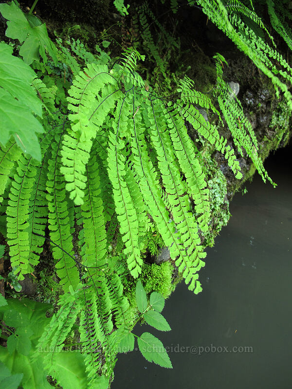 maidenhair ferns (Adiantum aleuticum) [Bigelow Hot Spring, Willamette National Forest, Lane County, Oregon]