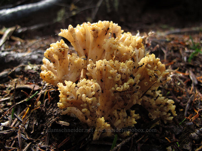 coral fungus [Bald Mountain Ridge, Mt. Hood National Forest, Hood River County, Oregon]